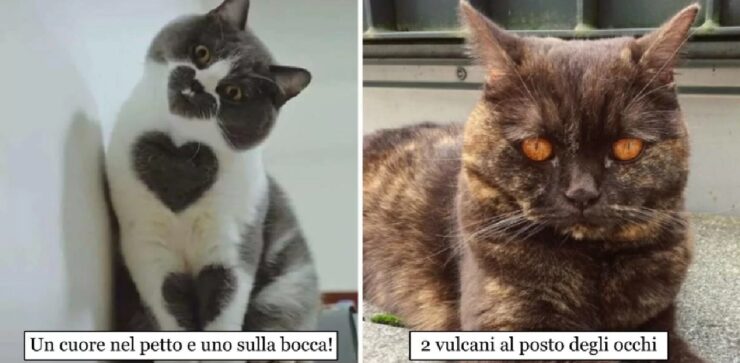 gatti che sembrano provenire altra realtà