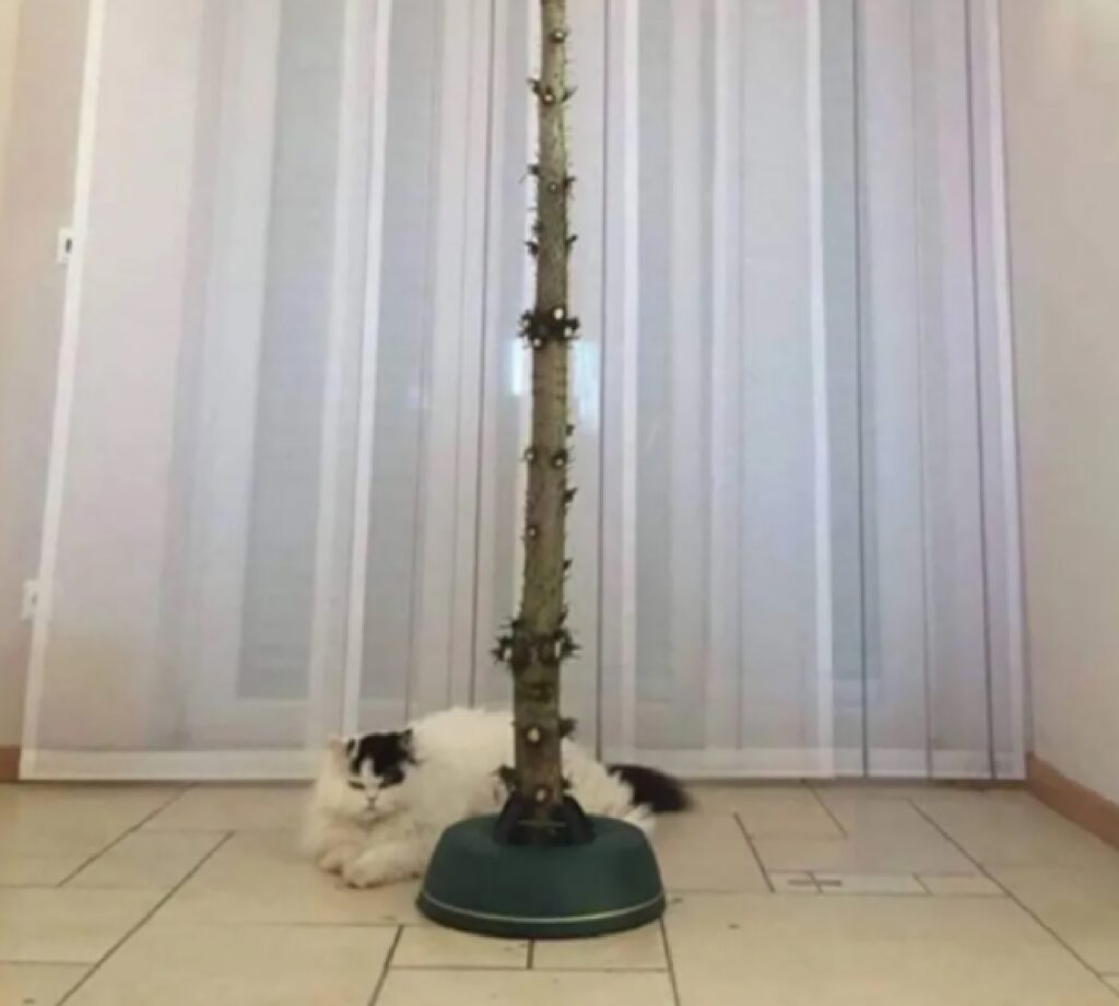 gatto triste per nuovo albero 