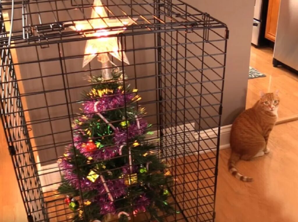 gatto e gabbia con albero 