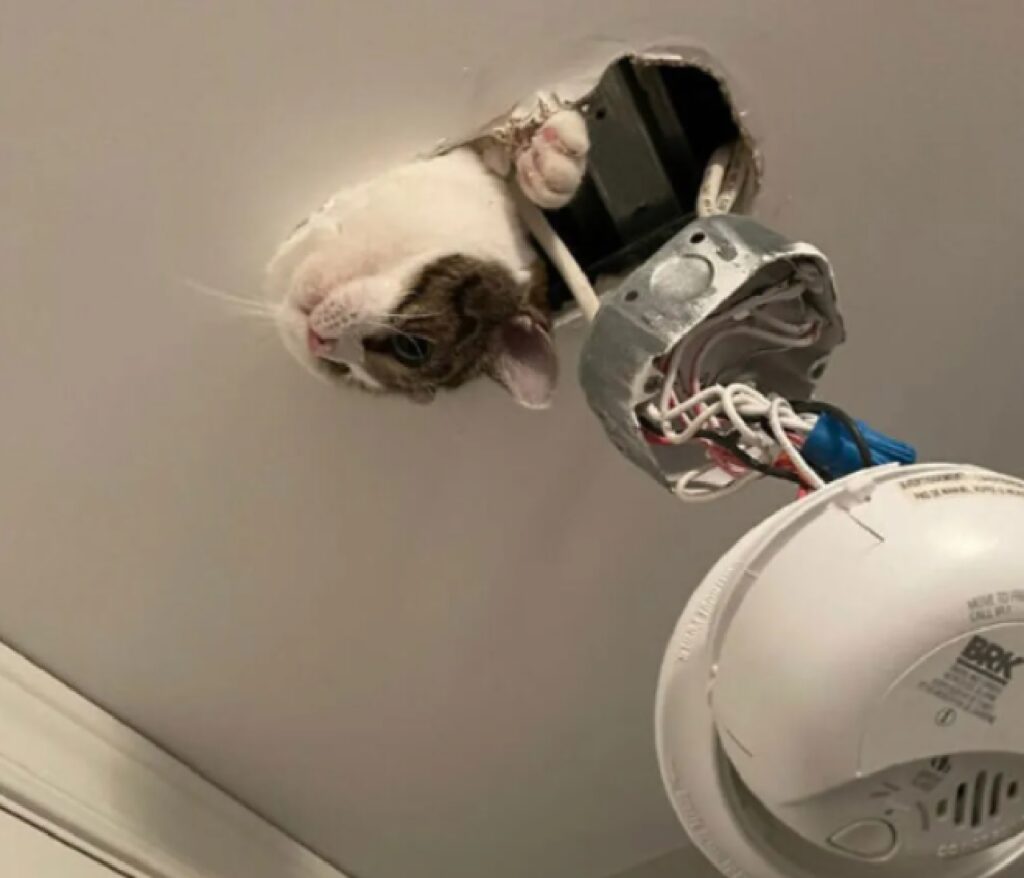 gatto sbuca da fessure sul soffitto 
