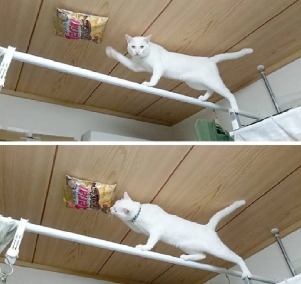 gatto bianco prova a prendere patatine 