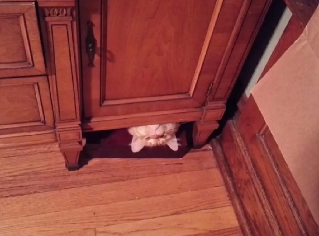 gatto sotto armadio 