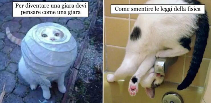 gatti che si cacciano nei guai interessanti