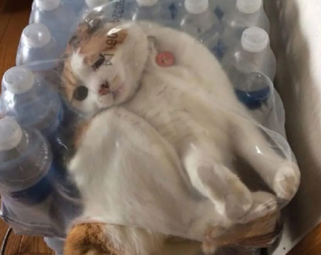 gatto infilato confezione acqua 