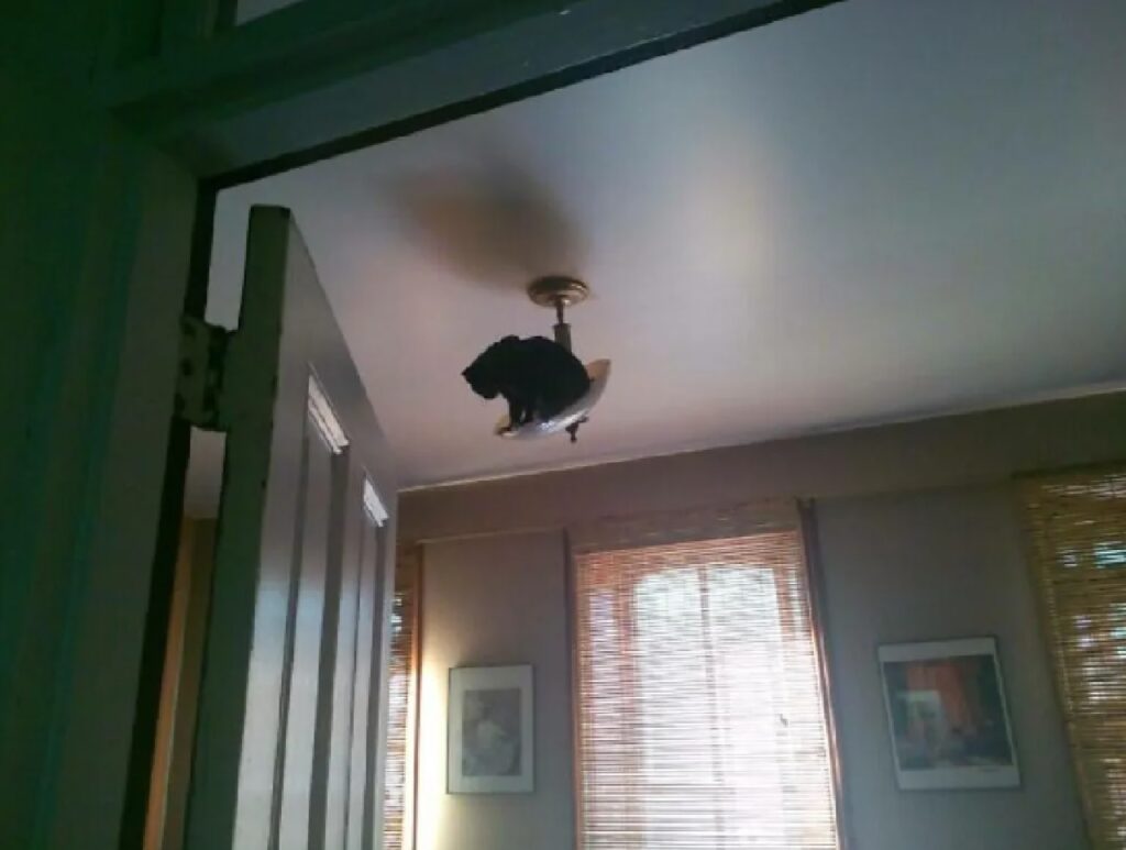 gatto sopra lampadario 
