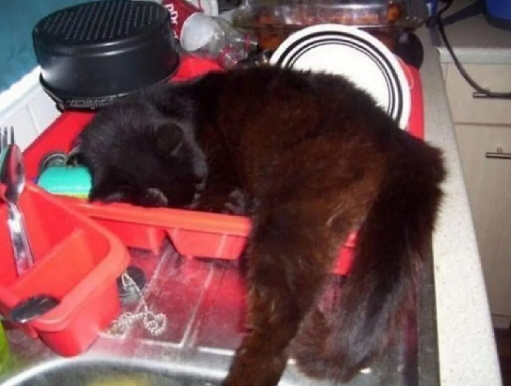 gatto nero dorme tra piatti 