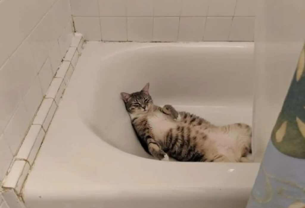 gatto soriano nella vasca bagno 