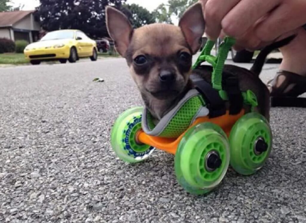 cane pattino con rotelle 