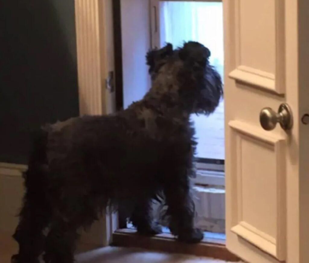 cane mini porta in casa 