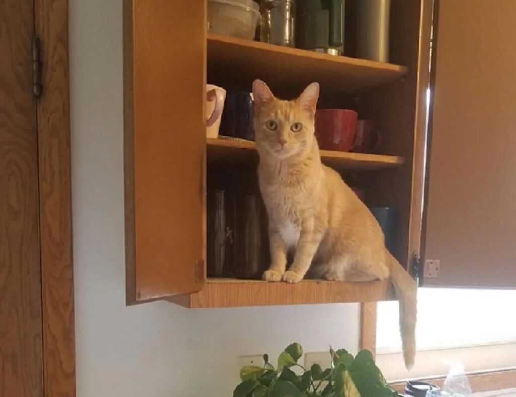 gatto sulla dispensa di casa 