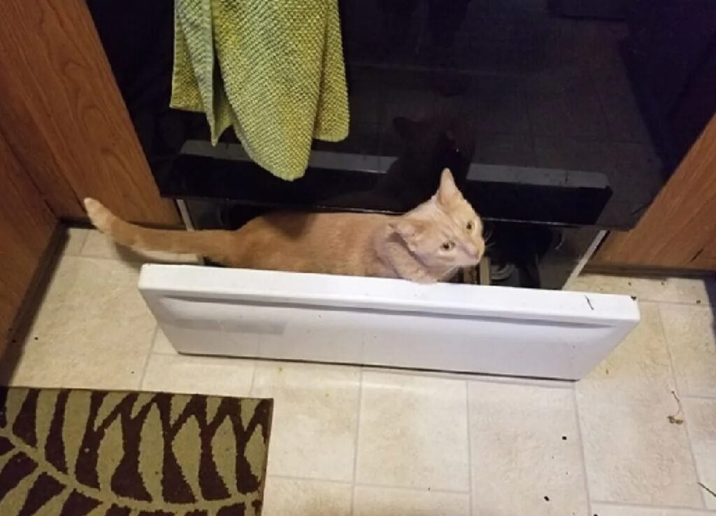 gatto dentro cassetto cucina 