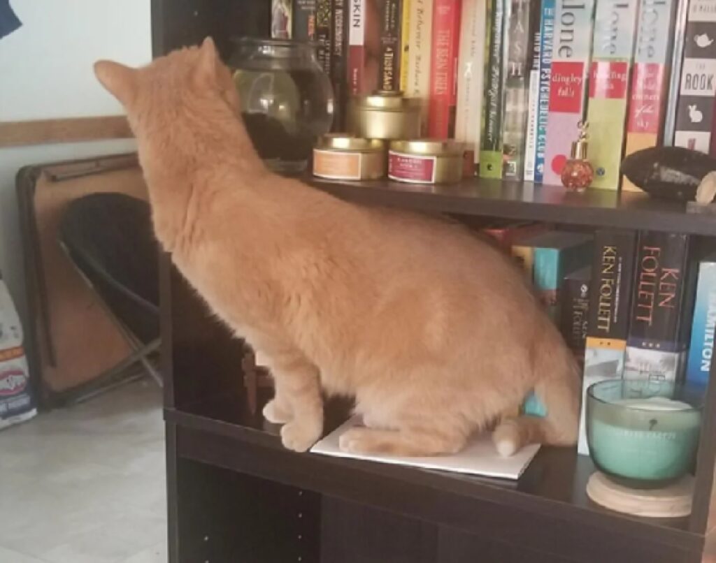 gatto libreria salire su 