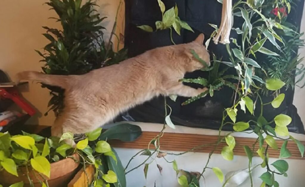gatto zampe tra le piante 