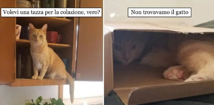 gatto capace di finire negli angoli più remoti