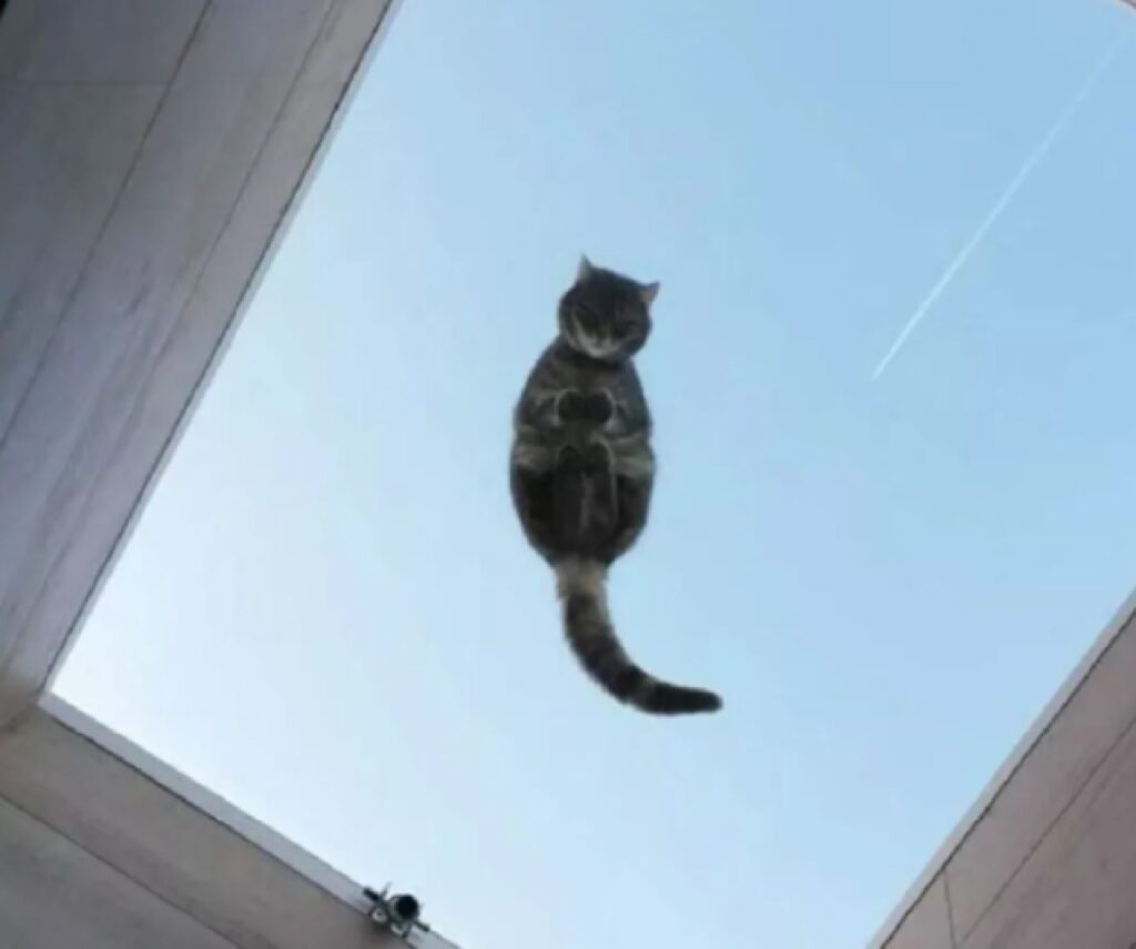 gatto sembra volare 