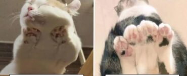 gatti che incontrano vetrate con le quali poter giocare