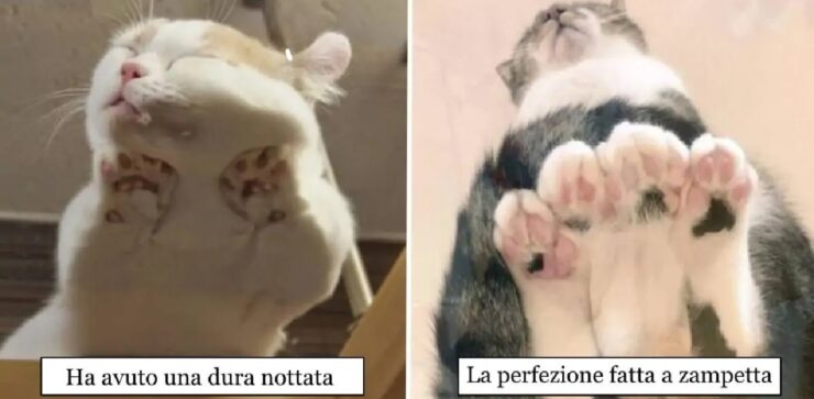 gatti che incontrano vetrate con le quali poter giocare