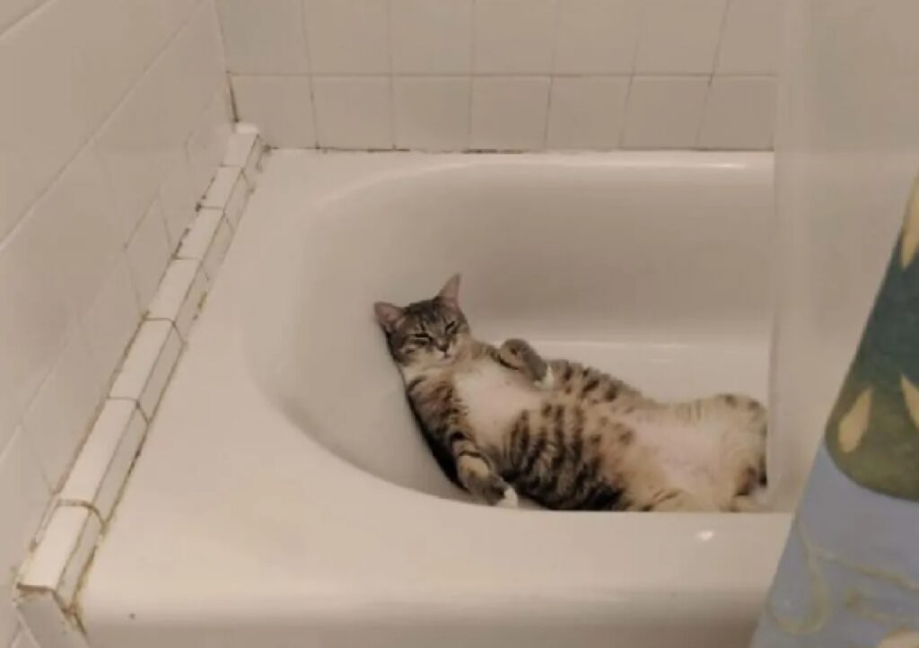gatto schiaccia pisolino nella vasca 