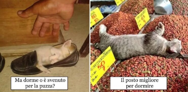 gatti che si mostrano per quello che sono