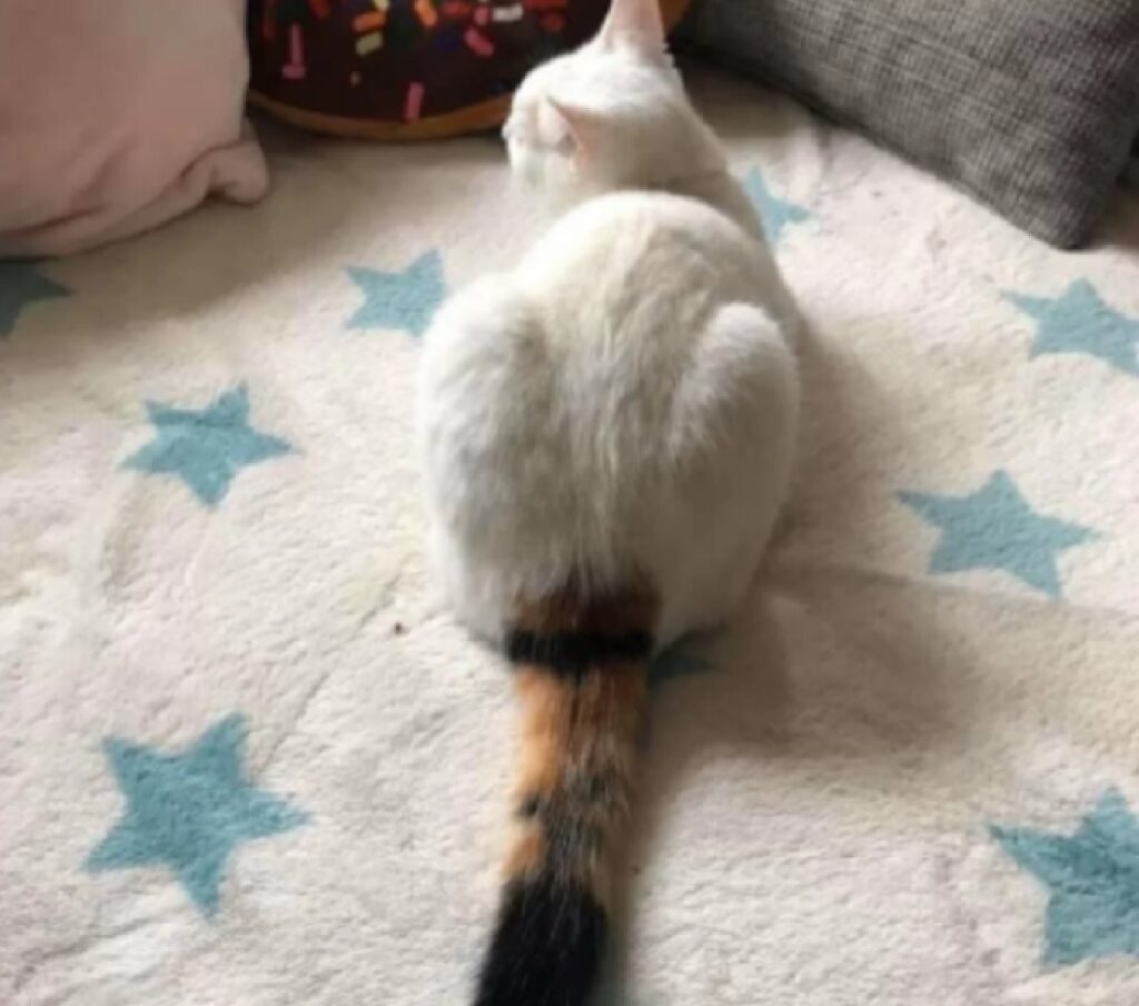 gatto coda colorata 