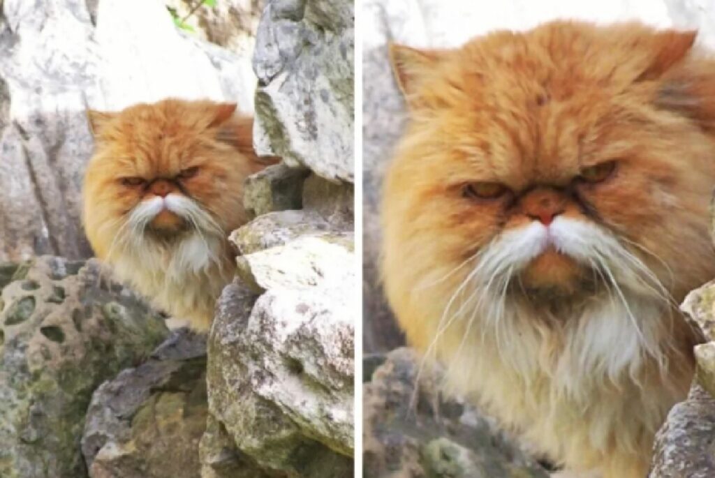 gatto grossi baffi bianchi 