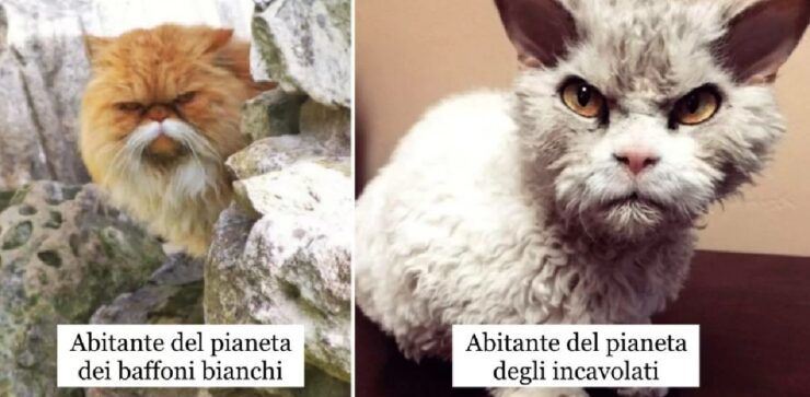 gatti che fanno parte di altra realtà