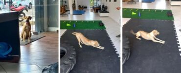 Amarelinha: cagnolina fitness