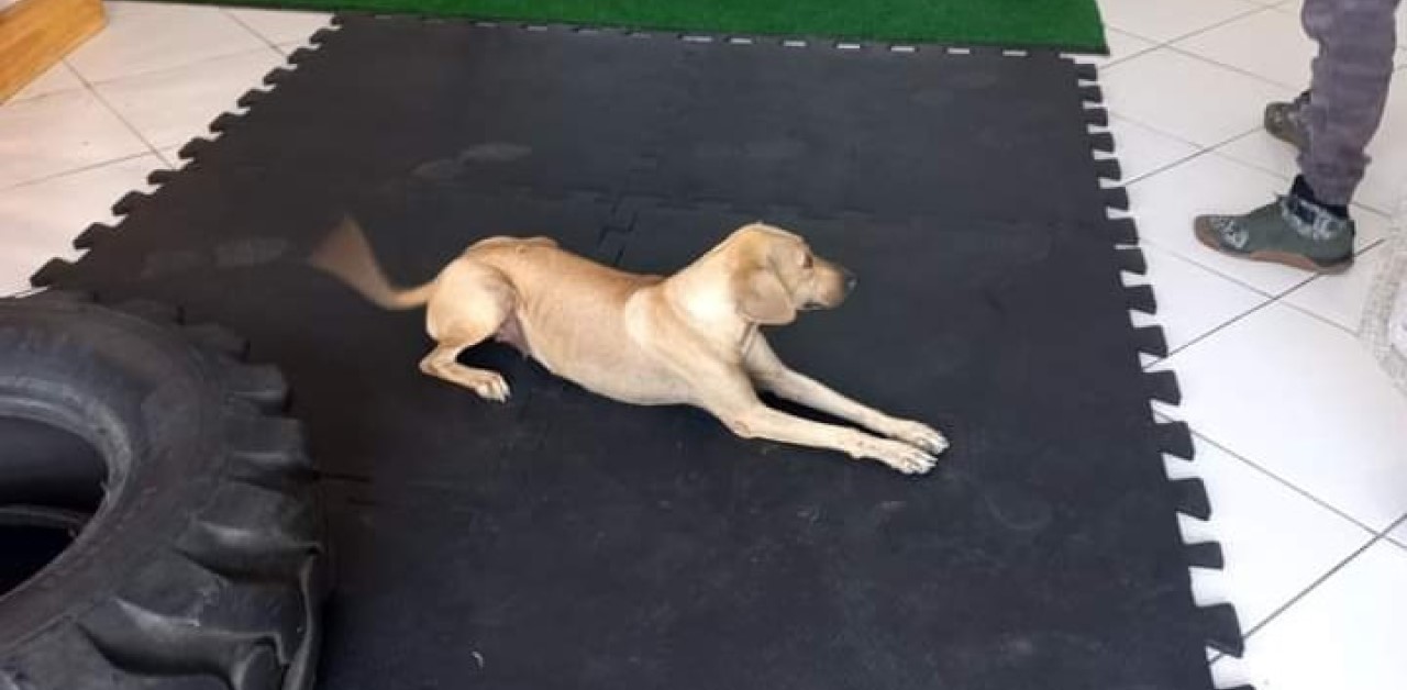 Amarelinha: cagnolina fitness