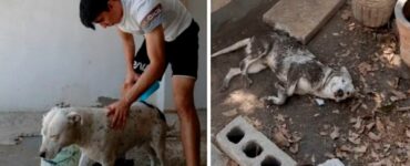 Il giovane cerca di fare il bagno al suo cane, ma lui si rotola per terra