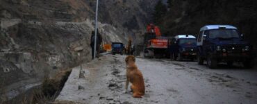 Cagnolina non si da per vinta e cerca disperatamente i suoi cuccioli