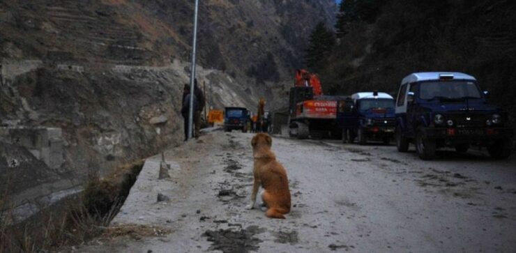 Cagnolina non si da per vinta e cerca disperatamente i suoi cuccioli