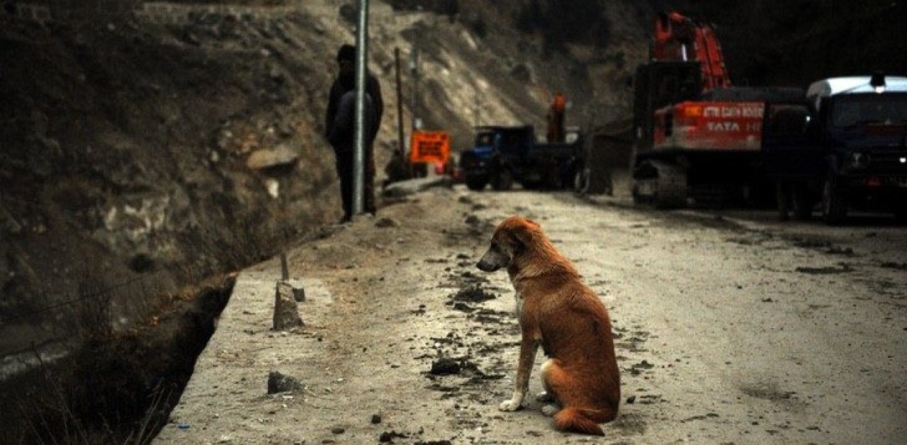 Cagnolina non si da per vinta e cerca disperatamente i suoi cuccioli