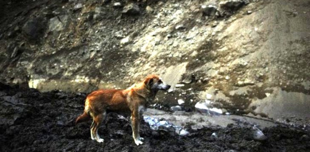 Cagnolina non si da per vinta e cerca disperatamente i suoi cuccioli