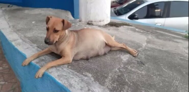 Amiga ed i suoi cuccioletti dal veterinario