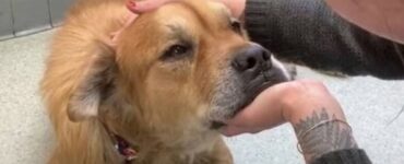 Cagnolino adottato nonostante la veneranda età