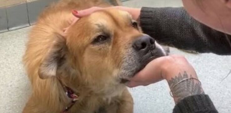 Cagnolino adottato nonostante la veneranda età