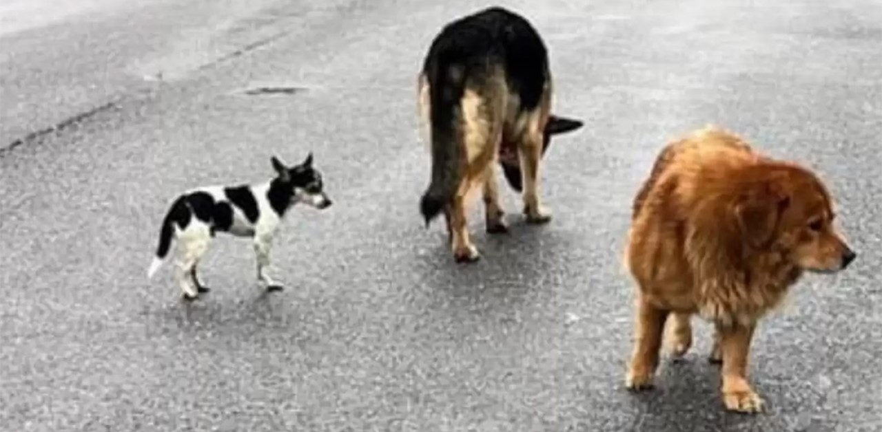 Cucciolino ringrazia con abbracci i suoi salvatori