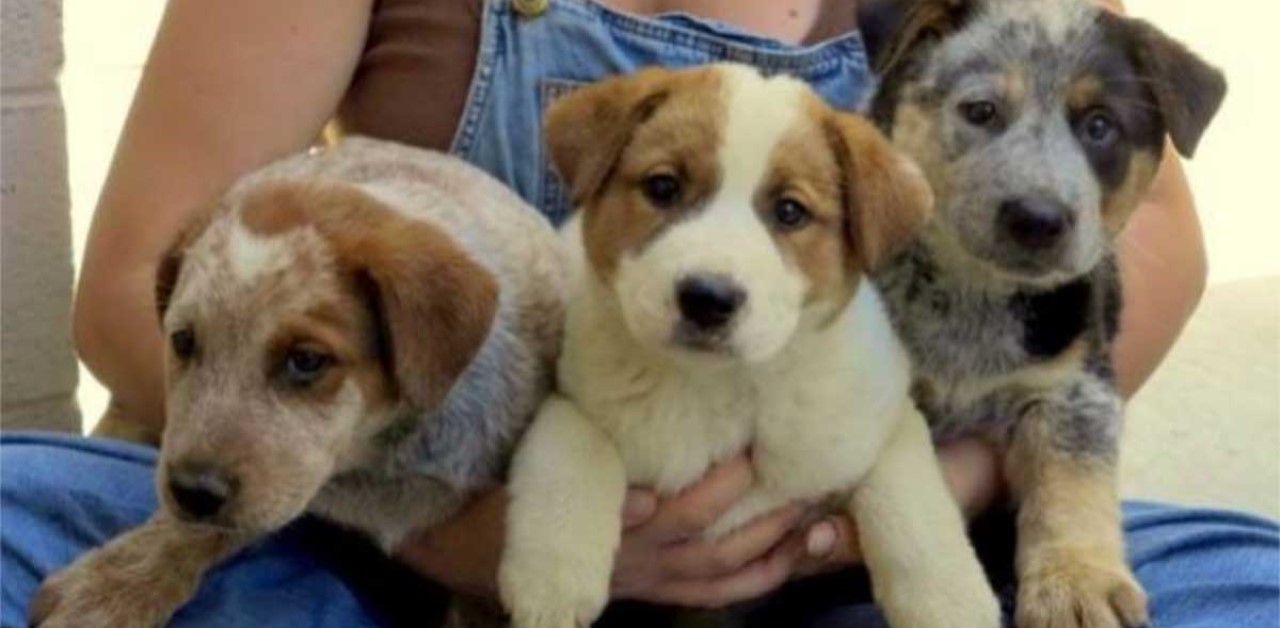 Cagnolina in fin di vita si lascia andare solo quando il soccorritore le promette di prendersi cura dei suoi cuccioli.