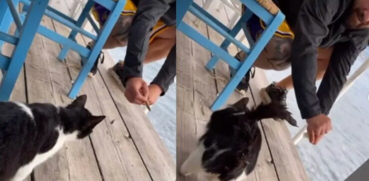 Uomo prende a calci un gattino e viene filmato: rischia 10 anni di galera