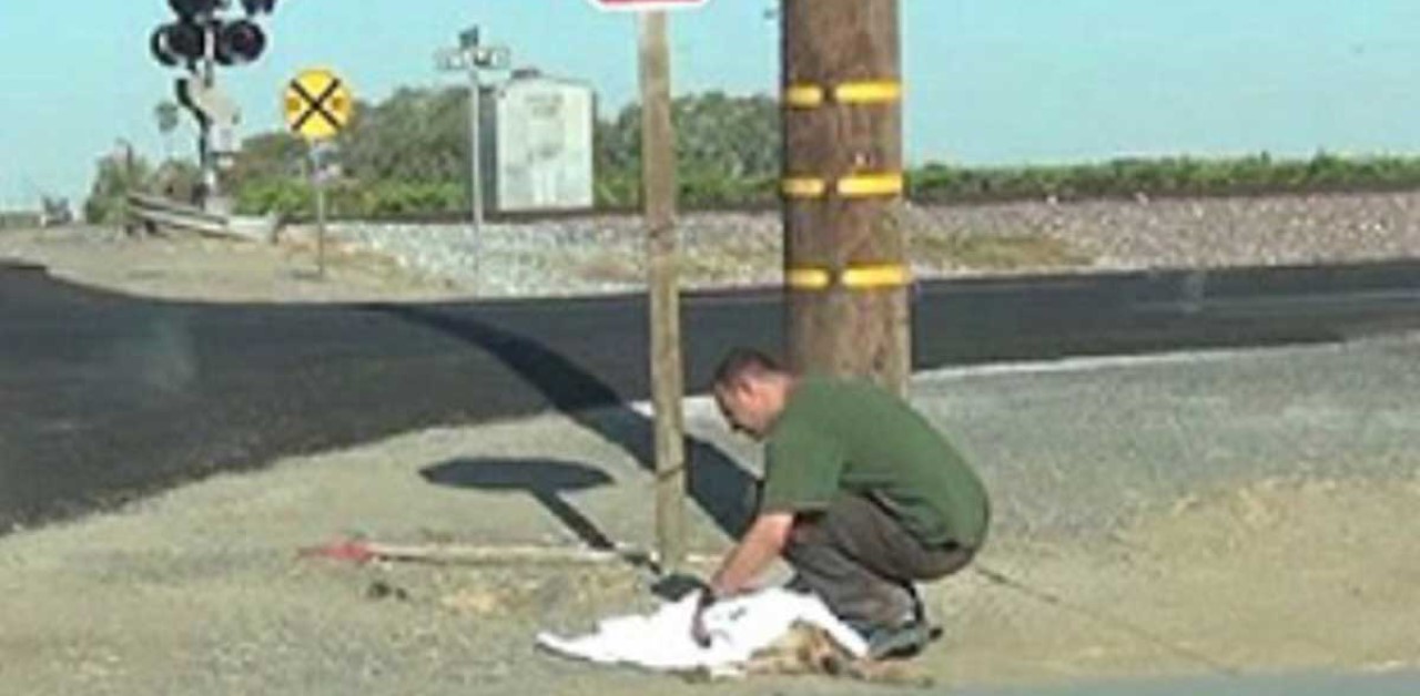 Cagnolina in fin di vita si lascia andare solo quando il soccorritore le promette di prendersi cura dei suoi cuccioli.