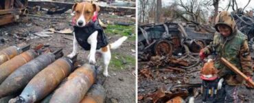 Jack Russell in Ucraina