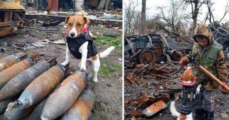 Jack Russell in Ucraina