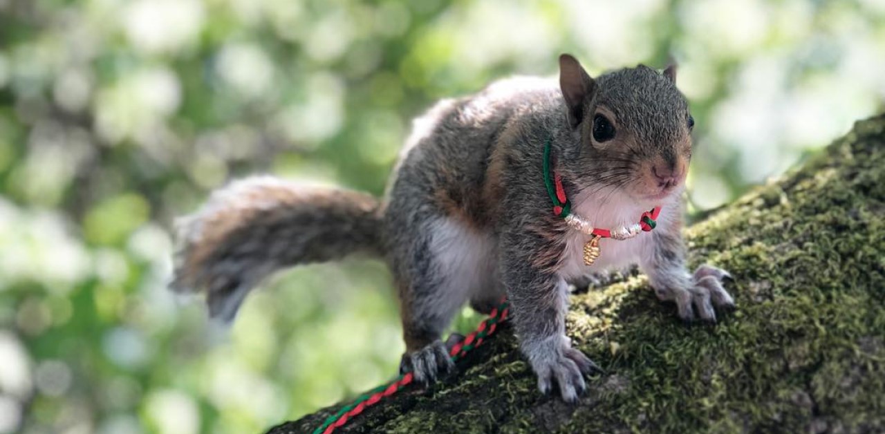 Adorabile scoiattolino