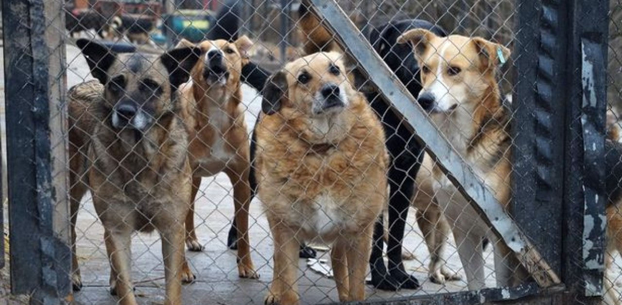 Cagnolini Ucraini salvati dai bombardamenti