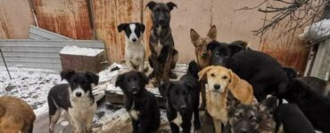 Cagnolini Ucraini salvati dai bombardamenti