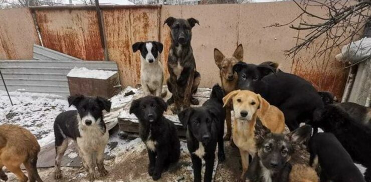 Cagnolini Ucraini salvati dai bombardamenti