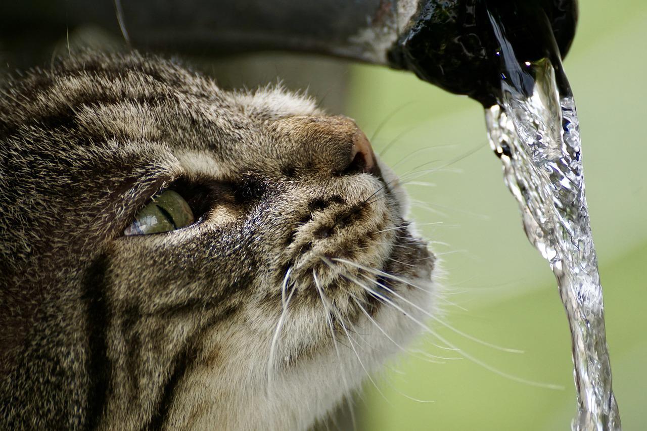 acqua gatto water