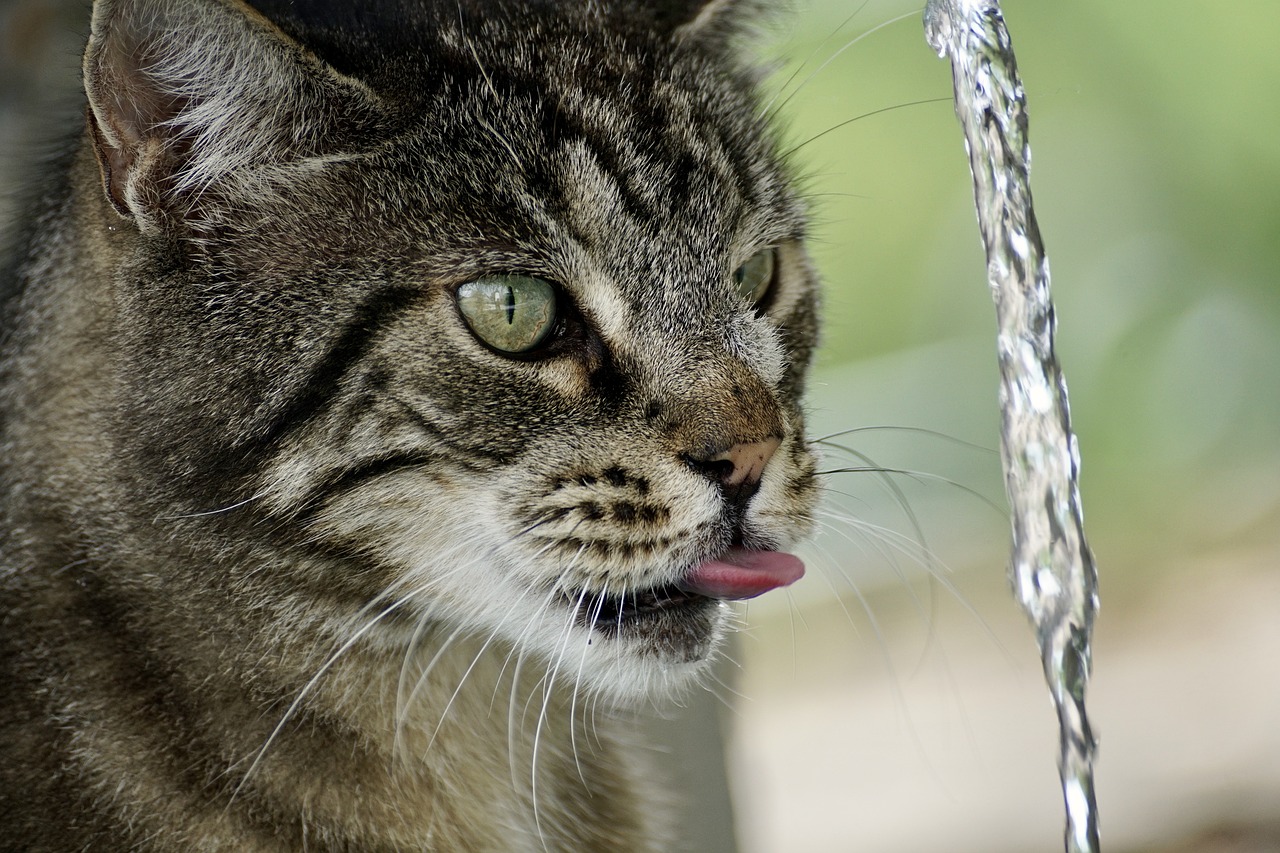 acqua gatto water