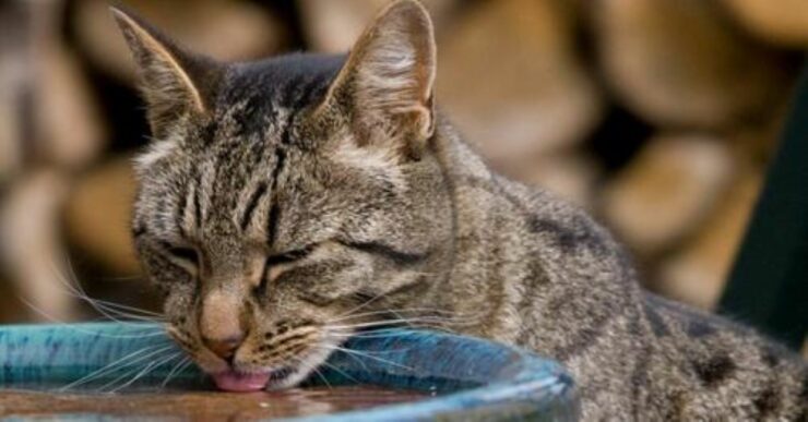 acqua gatto water