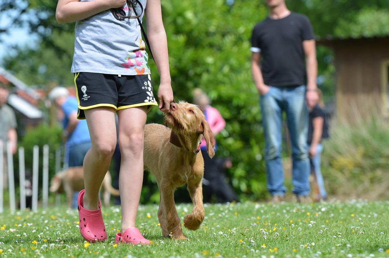 come addestrare il tuo cane